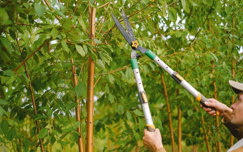 Tree trimming in Stanchfield, MN