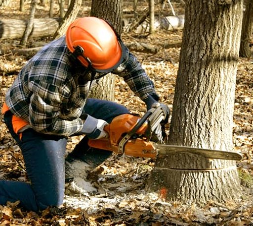Tree Removal in Stanchfield, MN